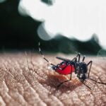 dengue 1 - Pragas e Eventos