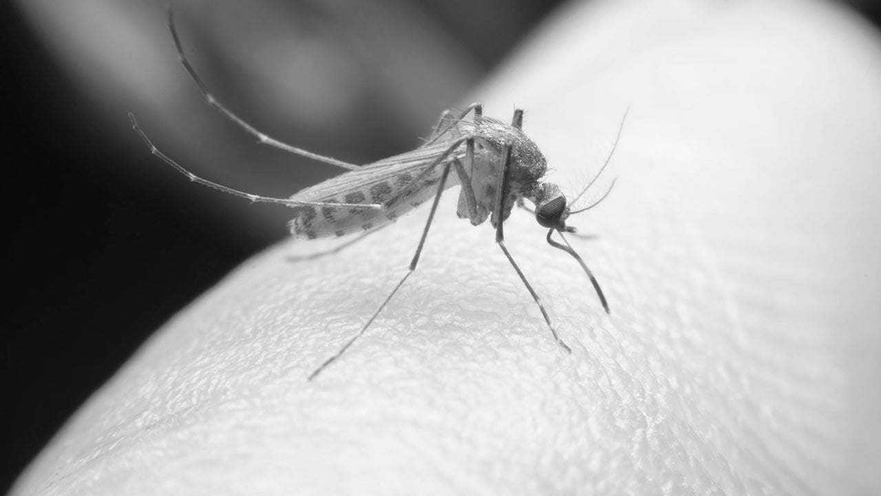 fake-news-sobre-supermosquitos