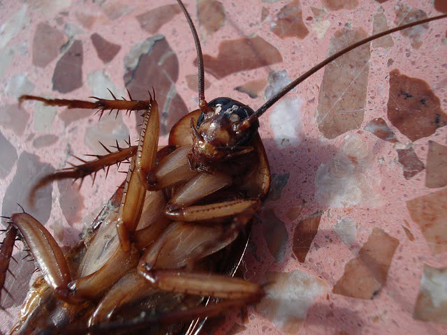 cockroach 15093 640 - Pragas e Eventos