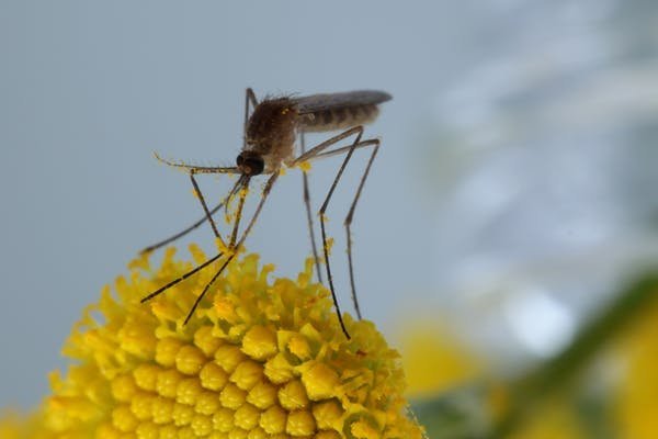 Um mosquito doméstico comum, Culex pipiens, coberto de pólen de tansy. Foto: Mike Hrabar