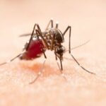 mosquito da dengue 18122019125032739 - Pragas e Eventos