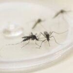 dengue aen - Pragas e Eventos