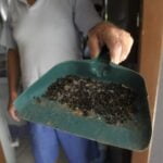 vizinhos de granja de blumenau denunciam infestacao de moscas - Pragas e Eventos