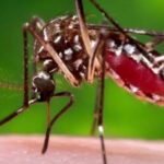 Mosquito Aedes aegypti, transmissor da zika, dengue e chikungunya