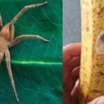 banana picada por aranha - Pragas e Eventos