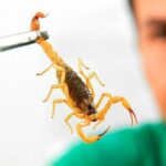 Homem segurando escorpião com uma pinça