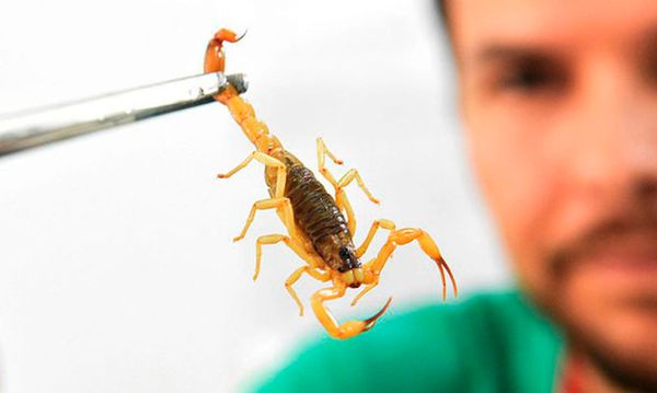 Homem segurando escorpião com uma pinça