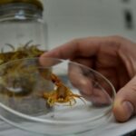 escorpioes em brasilia - Pragas e Eventos