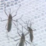 Moquito Aedes Dengue