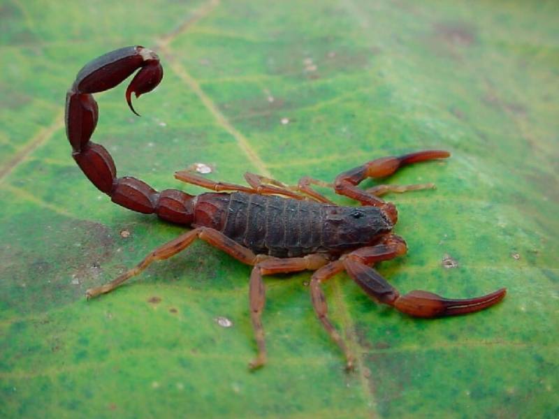 Escorpião marrom