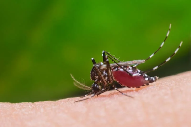 perigoso virus zica aedes aegypti mosquito na pele - Pragas e Eventos