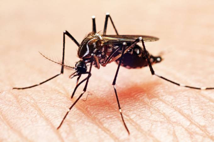 dengue - Pragas e Eventos