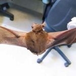 morcego POA - Pragas e Eventos