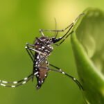 Aedes aegypti - Pragas e Eventos