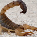 Escorpião marrom em uma superfície de areia