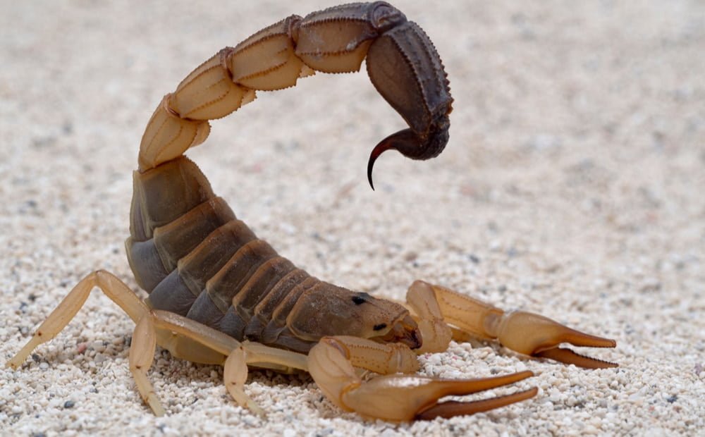Escorpião marrom em uma superfície de areia