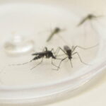 parana dengue estado de alerta ratinho junior beto preto sesa ArquivoANPr - Pragas e Eventos