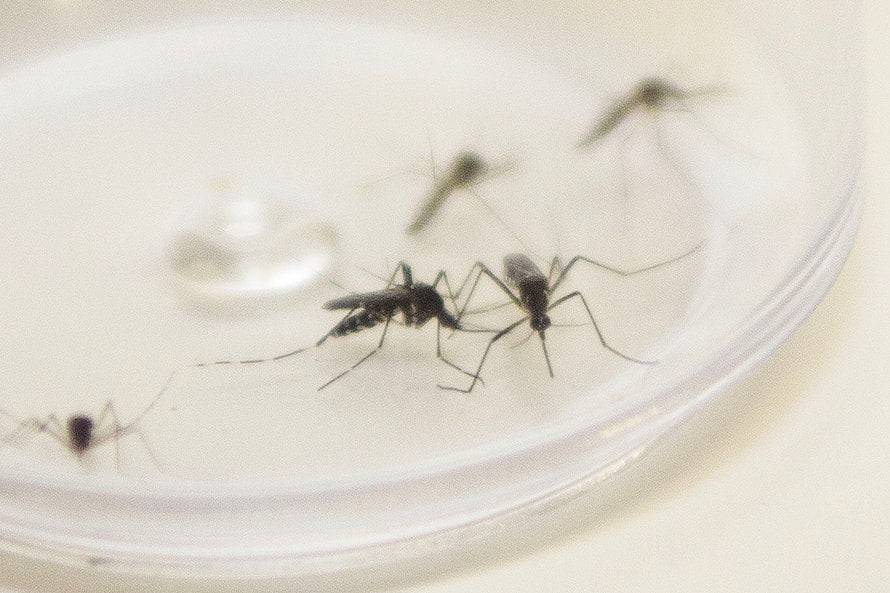 parana dengue estado de alerta ratinho junior beto preto sesa ArquivoANPr - Pragas e Eventos