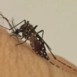 dengue ro - Pragas e Eventos