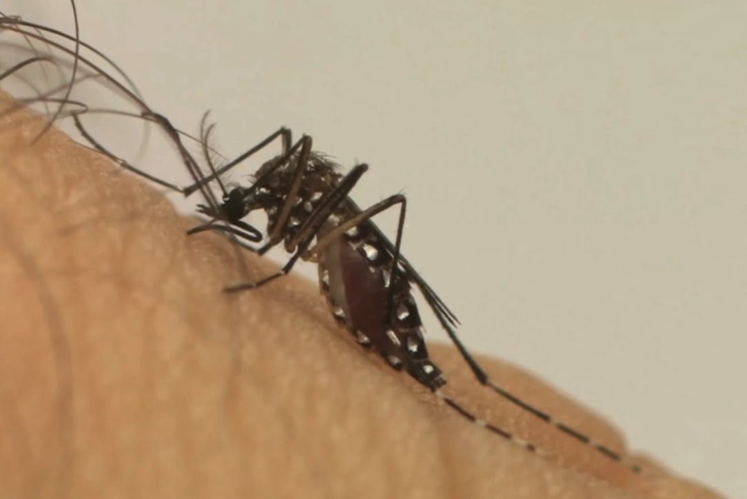 dengue ro - Pragas e Eventos