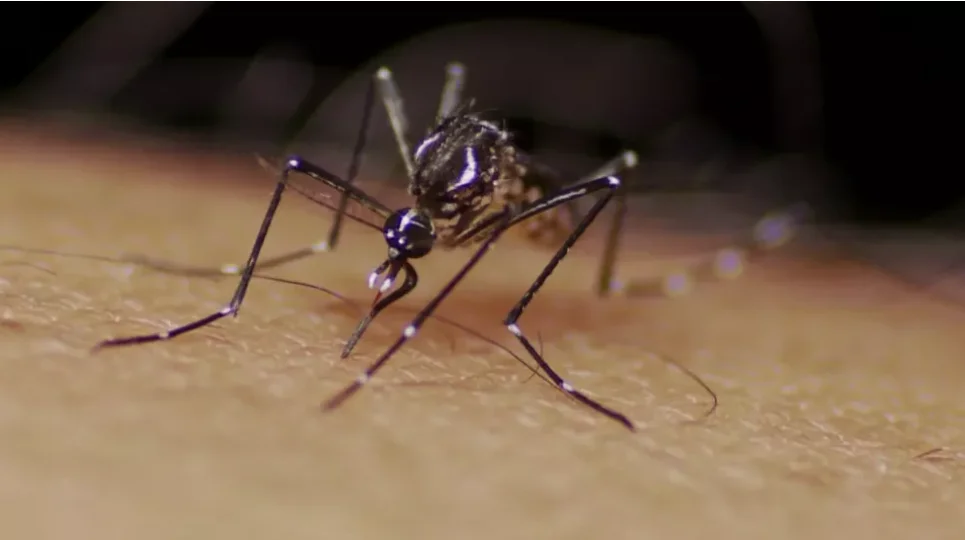 dengue - Pragas e Eventos