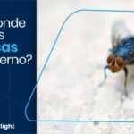 moscas no inverno - Pragas e Eventos