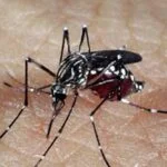 aedes dengue - Pragas e Eventos