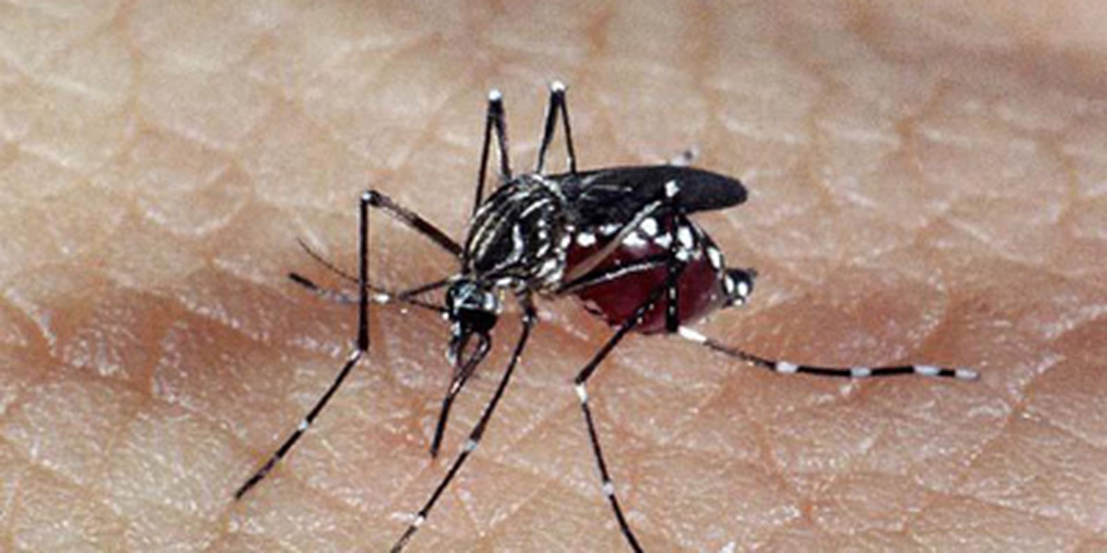 aedes dengue - Pragas e Eventos