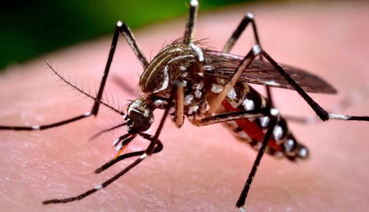 dengue 01 - Pragas e Eventos