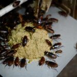 82233585 This picture taken on March 25 2019 shows cockroaches eating feed at a roach farm in Yibin - Pragas e Eventos