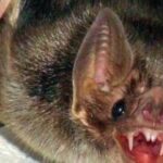 animais curiosos morcego vampiro 186199 - Pragas e Eventos