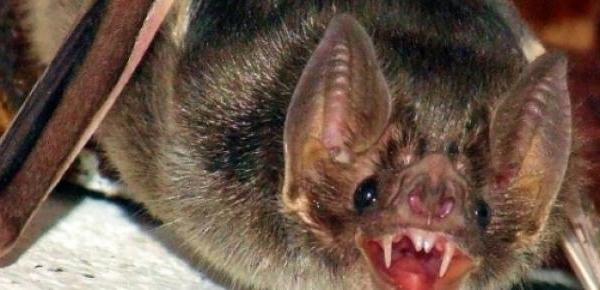 animais curiosos morcego vampiro 186199 - Pragas e Eventos