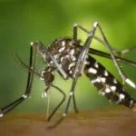 1 mosquito g4a0e9c13c 1920 20522831 - Pragas e Eventos