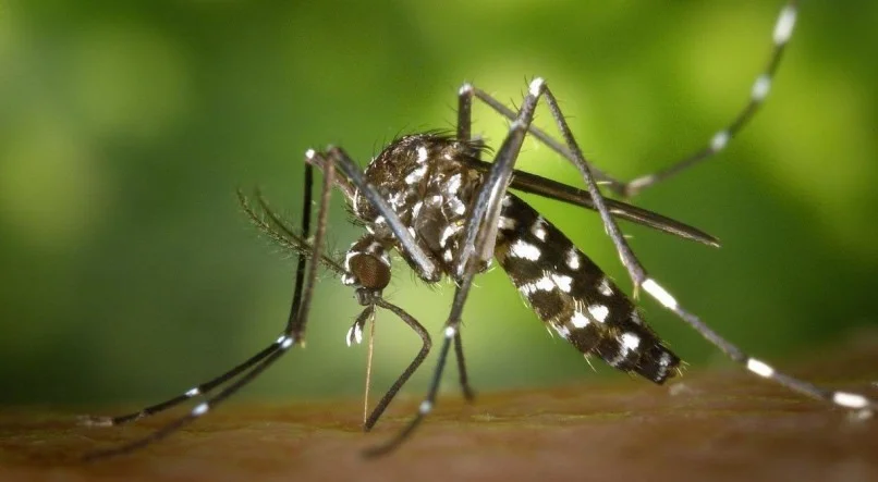 1 mosquito g4a0e9c13c 1920 20522831 - Pragas e Eventos