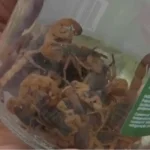 Escorpioes capturados e colocados em um pote de vidro - Pragas e Eventos