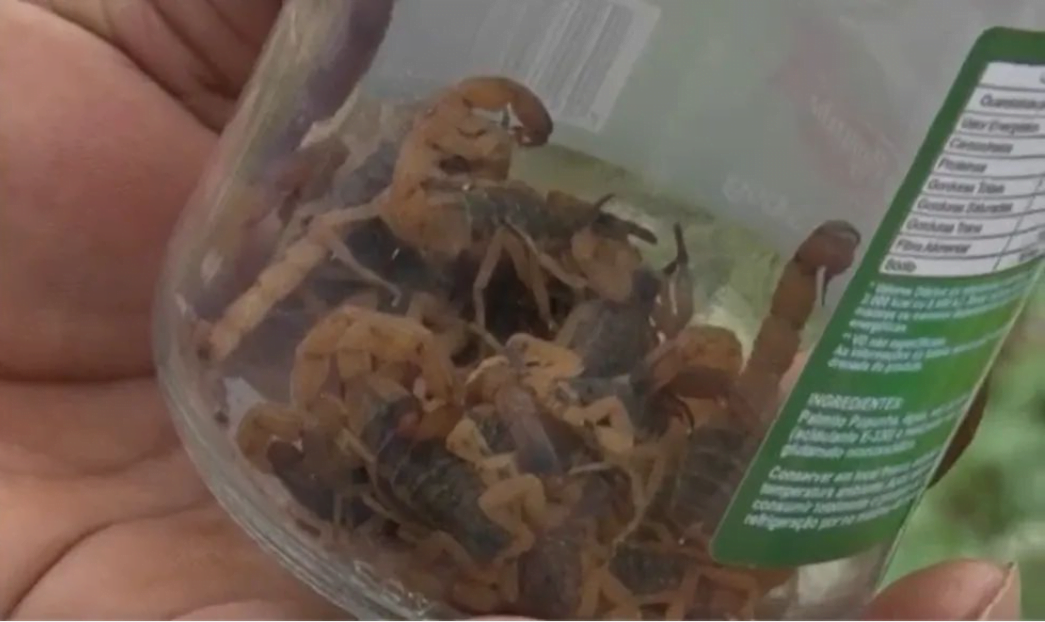 Escorpioes capturados e colocados em um pote de vidro - Pragas e Eventos