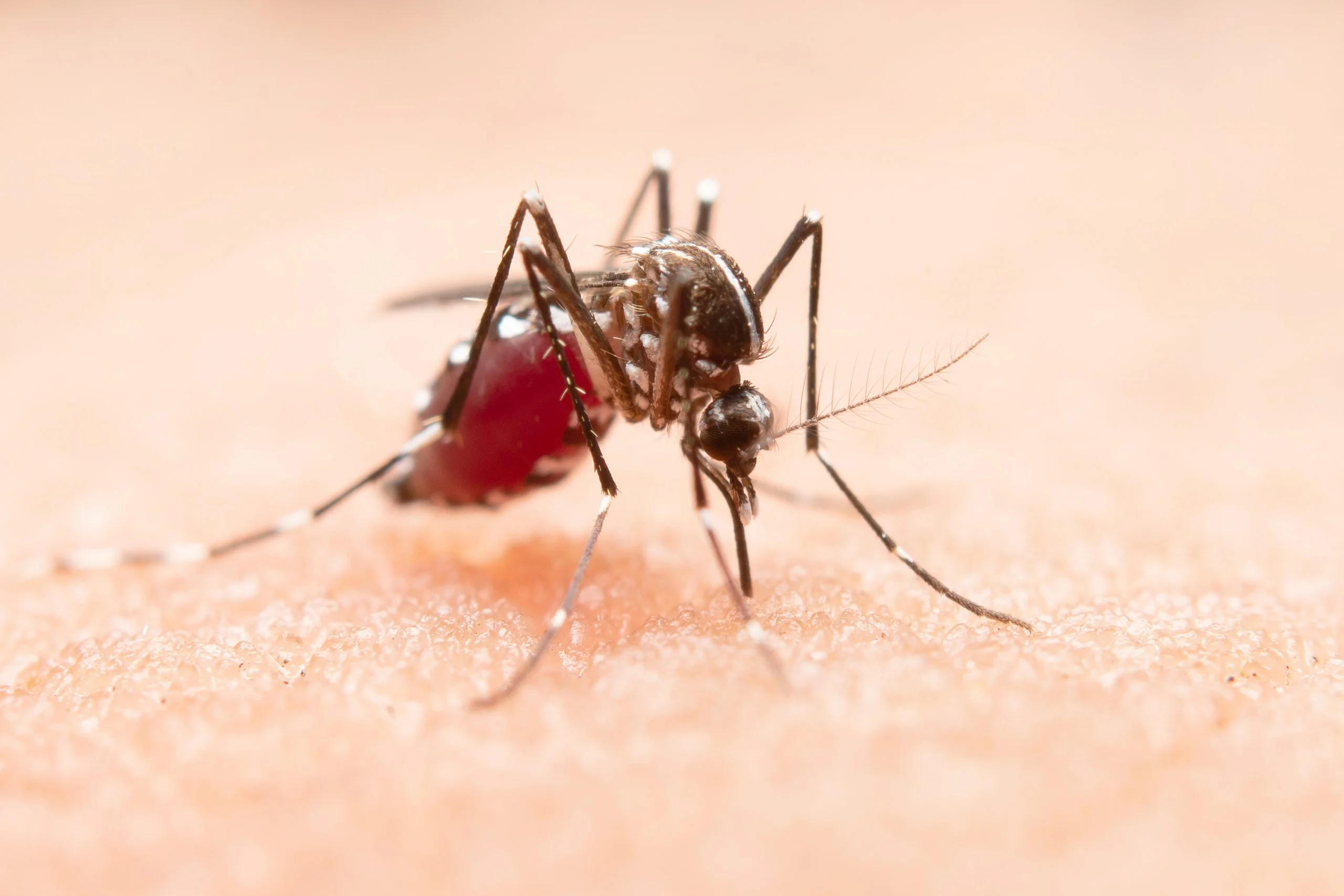 dengue scaled 1 - Pragas e Eventos