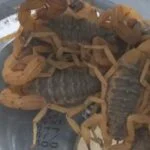 foto escorpioes capturados - Pragas e Eventos
