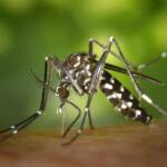 Aedes by WikiImages por Pixabay - Pragas e Eventos