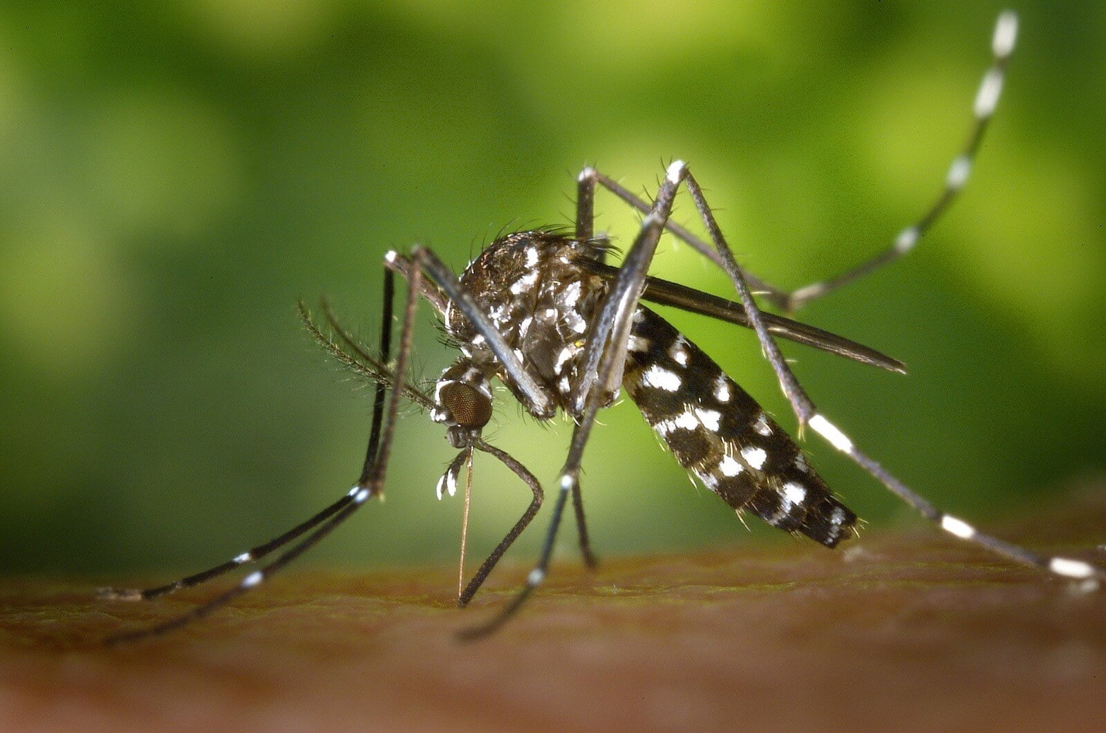Aedes by WikiImages por - Pragas e Eventos