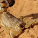 veneno de escorpiao amarelo pode revolucionar tratamento contra o cancer - Pragas e Eventos