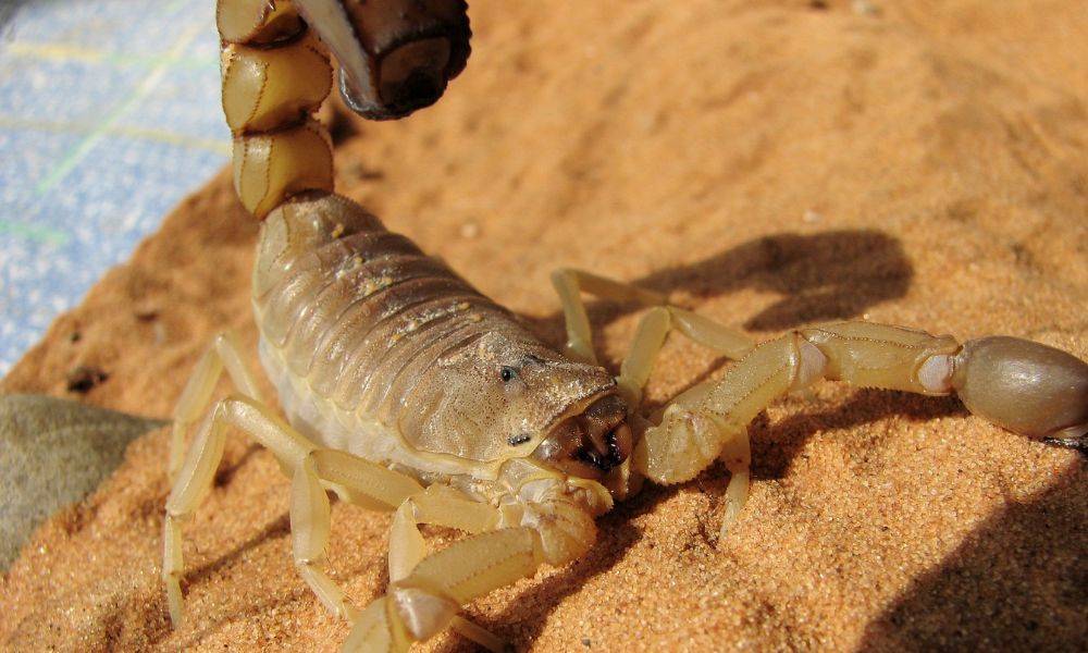 veneno de escorpiao amarelo pode revolucionar tratamento contra o cancer - Pragas e Eventos