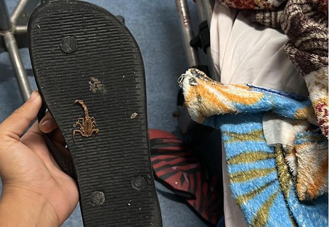 Escorpião foi morto e ficou grudado na sola de calçado no HGV (Foto: Redes sociais/Reprodução)