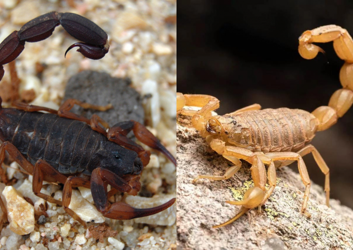 as especies mais letais de escorpiao em santa catarina - Pragas e Eventos