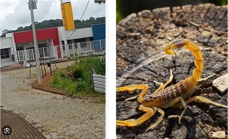 Escorpiões são encontrados na Creche