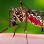 Femea do Aedes aegypti - Pragas e Eventos