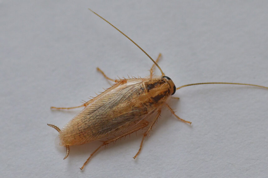 Barata-Germânica (Blattella germanica) - Foto Bogdan V. Kryzhatyuk