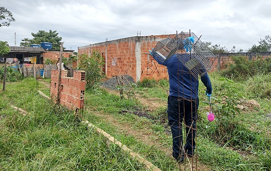 Pesquisadores instalaram armadilhas para coletar pequenos mamíferos na região onde ocorreu caso de meningite eosinofílica