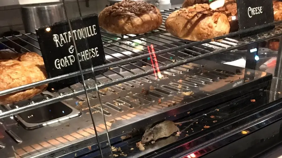 Rato é visto caminhando em vitrine de quiosque em Nova York; cidade é a terceira com maior população do roedor nos Estados Unidos (Foto: Reprodução/Twitter/Ahmad Saad Ragab)