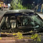 carro atingido arvore - Pragas e Eventos